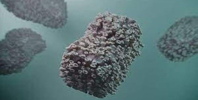 Maymun çiçeği geri geldi: Bir haftada rekor vaka sayısı açıklandı