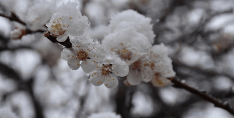 Zirai Don Araştırma Komisyonu ilk toplantısını yapacak