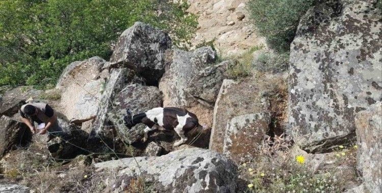 Kaybolan inekler, uçurumda bulundu
