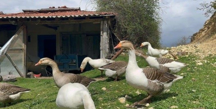 Kick boksçu "kaz tüyü" topluyor ihraç ediyor yorgan yapıyor
