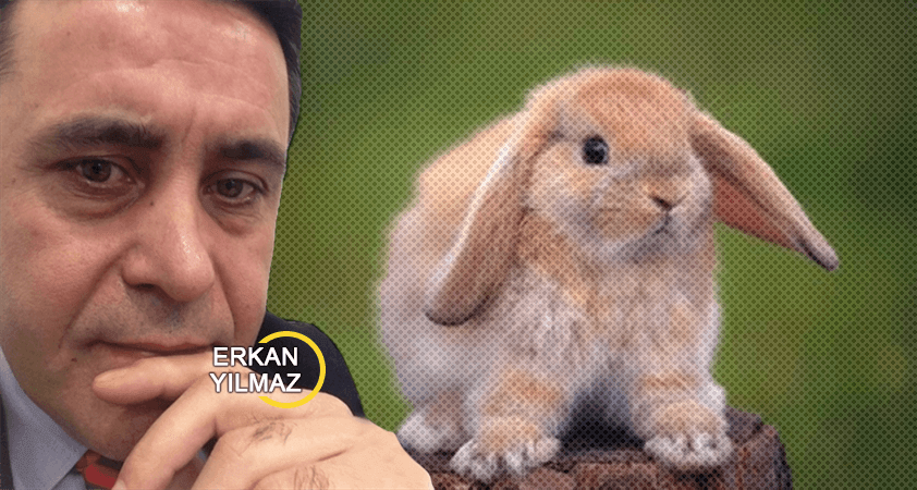 Dişi tavşan neden akıldan çıkmaz?
