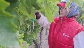 Sultaniye üzümünde kalite için zamanla yarışıyorlar
