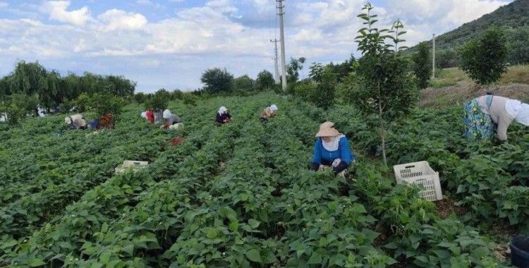 Damaklarda iz bırakan ’nazende’ fasulyesinin hasadına başlandı
