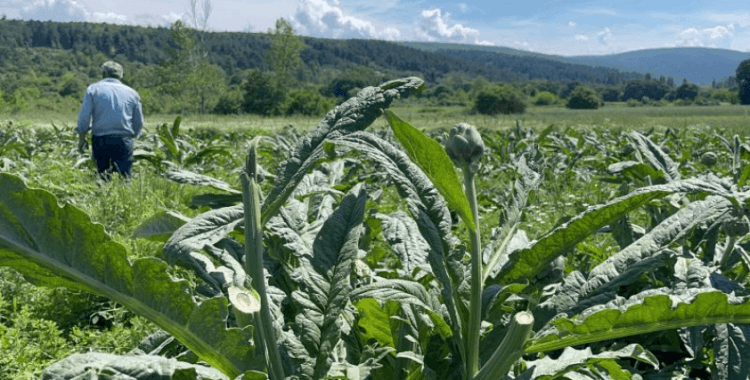 Bursa'da dünyaca ünlü enginarı hırsızlar hasat etti