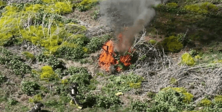 Dicle Nehri kenarında ekilen 100 milyon TL değerinde kenevir imha edildi