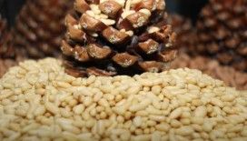 Aydın Çam Fıstığı, Avrupa Birliği tesciliyle taçlandı
