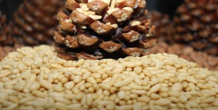 Aydın Çam Fıstığı, Avrupa Birliği tesciliyle taçlandı
