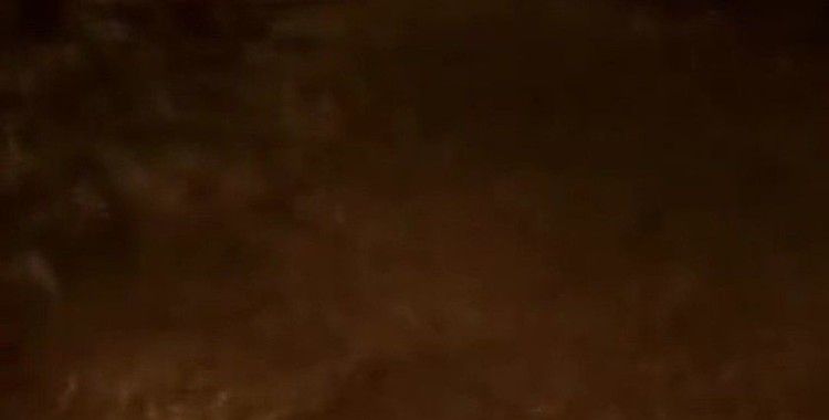 Mezarlık yanına inen ayı kamerada
