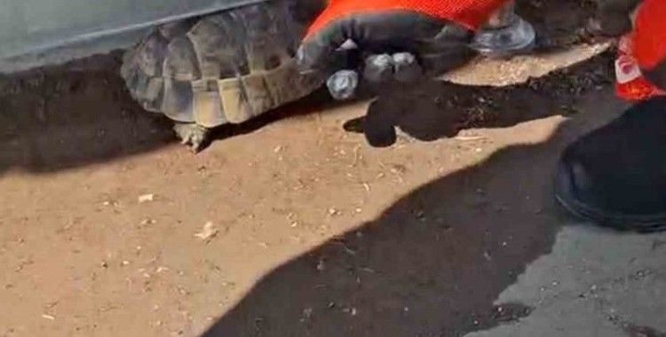 Kırıkkale’de cam korkuluk ile zemin arasına sıkışan kaplumbağayı itfaiye kurtardı
