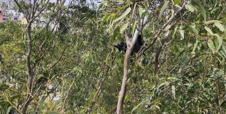 Arsuz’da ayağına ip dolaşan karganın yardımında itfaiye yetişti
