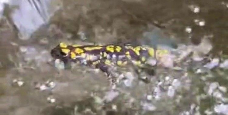 Elazığ’da benekli semender görüntülendi
