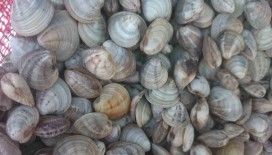 Deniz hıyarı ve beyaz kum midyesi üretimi arttı
