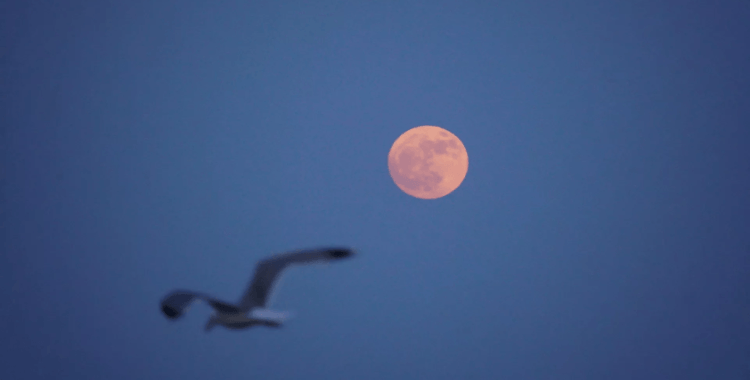 Gökyüzünde nadir doğa olayı: Çilek Dolunayı, 18 yıl sonra pembe tonlarıyla büyüledi