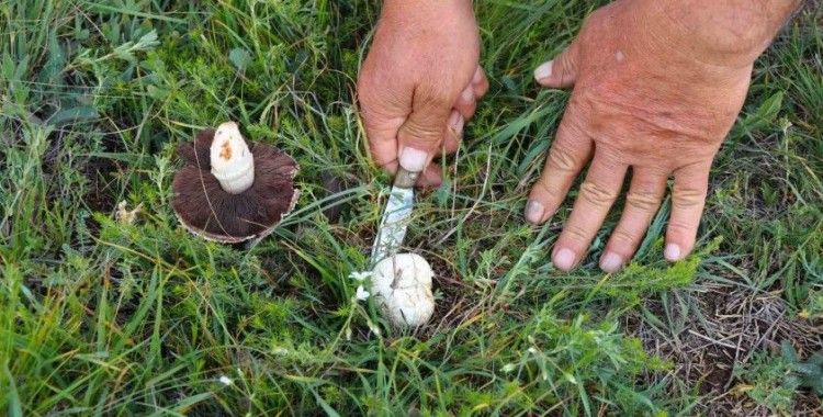 Doğadan elleriyle tek tek topluyorlar
