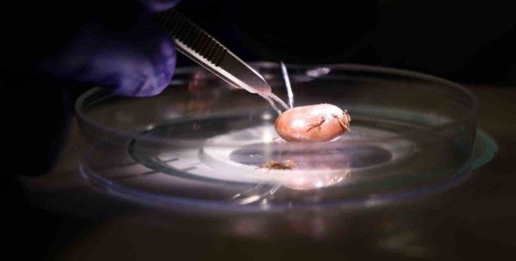 Hayvanların üzerindeki keneler elle koparılmamalı
