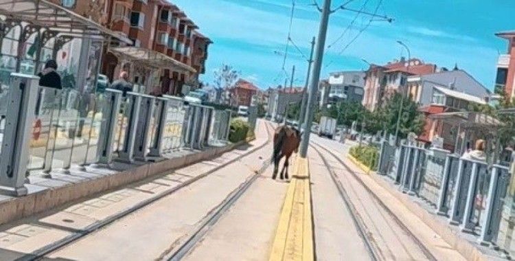 Tramvay rayları üzerindeki başı boş at şaşırttı
