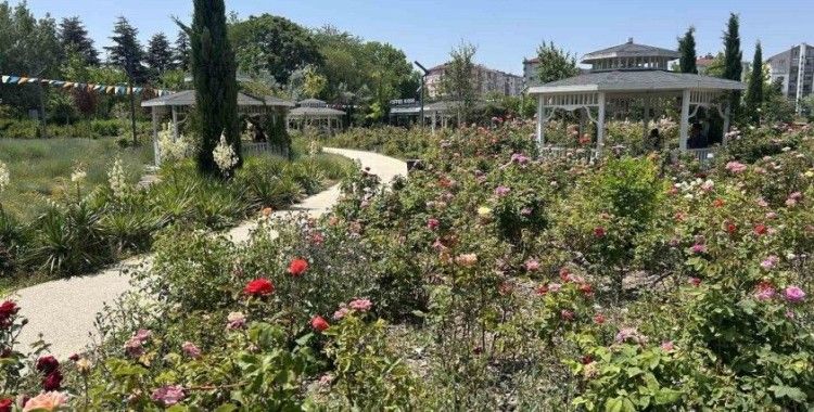 Millet Bahçesini güller sardı
