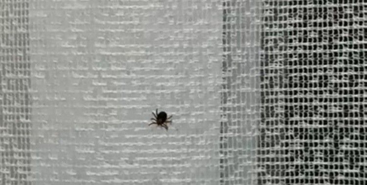 Eskişehir’de kene paniği hastanede bitti
