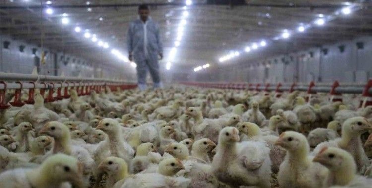 Tavuk eti üretimi aylık yüzde 2,6 arttı
