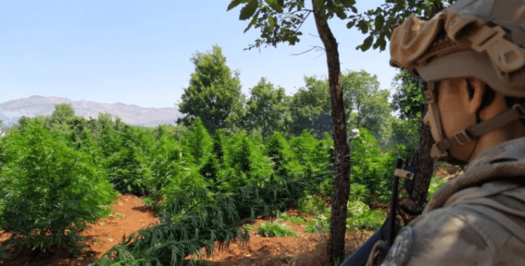 Diyarbakır'da 12 milyon 389 bin kök kenevir ve skunk ele geçirildi