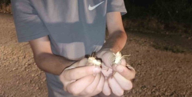 Elazığ’da çekirge istilası: Yüzlercesi yolu kapattı
