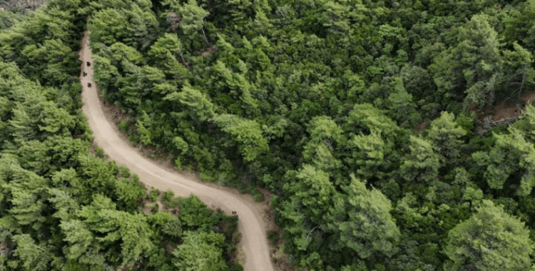 Bolu'da ormanlık alanlara giriş yasağı