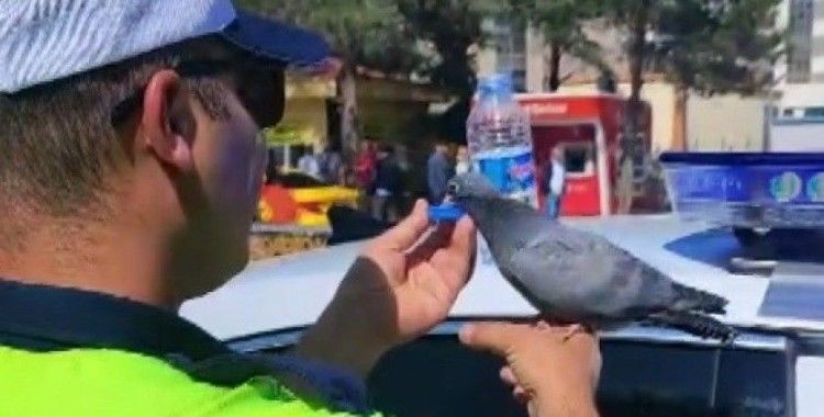 Güvercine su içiren trafik polisi merhametiyle yürekleri ısıttı
