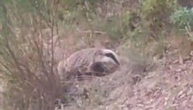 Nesli tükenmekte olan porsuk Buldan’da görüntülendi

