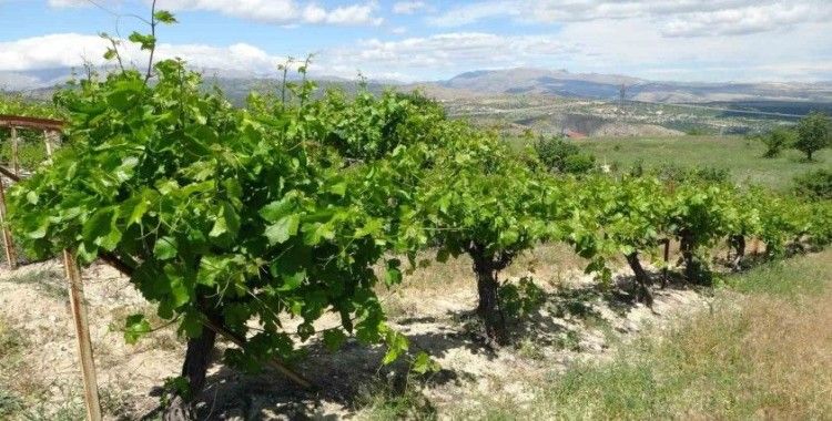 Arapgir’de bağlardan üzüm değil, yaprak toplanıyor
