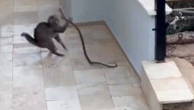 Alanya’da yılana kafa tutan kedi
