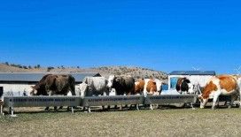 Büyükşehir’den hayvancılığa destek başvurularında dijital kolaylık: su desteği başvuruları artık online
