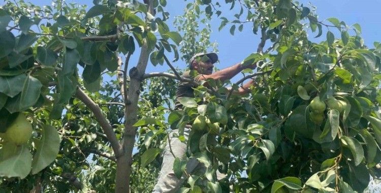 Armut dalda kilosu 40 lira
