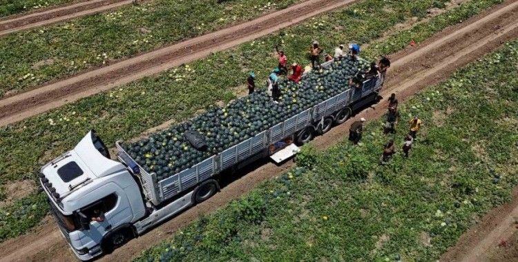 Adana’da karpuzun tarlada kilogram fiyatı 2,5 liraya kadar geriledi
