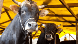 Bakanlık alarm verdi: Şap hastalığı nedir? Hayvandan insana geçer mi?