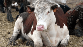 'Acil' karar alındı: Türkiye genelinde hayvan pazarları kapatıldı