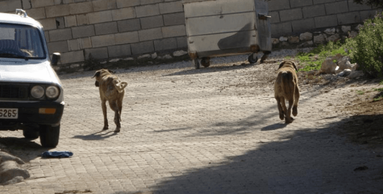 Kastamonu’da başıboş köpekler 22 tavuğu telef etti