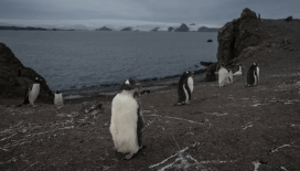 Rus bilim insanı: Karbondioksitin yer altına yönlendirilmesi iklim değişikliğiyle mücadelede yardımcı olabilir
