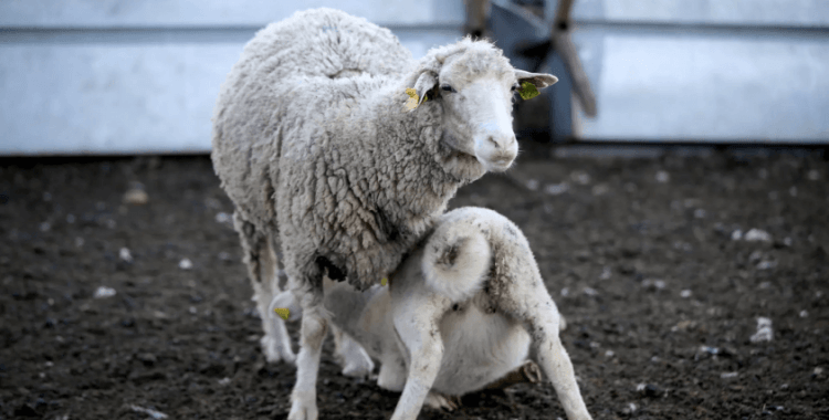 Tarım İşletmeleri Genel Müdürlüğü 2 bin kuzu satacak: İhale ne zaman nerede olacak?