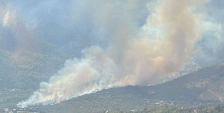 Muğla'da ormanlık alanda yangın çıktı: Rüzgarın etkisiyle büyüyor