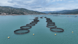 Tokat'tan 29 ülkeye balık ihraç edildi