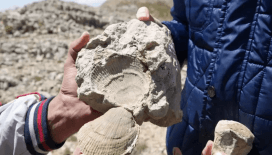 Ilgaz Dağı'nda hayrete düşüren keşif! 2 bin 587 rakımda deniz fosilleri bulundu