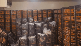 Piyasaya sürmeye hazırlanıyorlardı: Ahırın içinde saklanan 1.5 ton et yakalandı