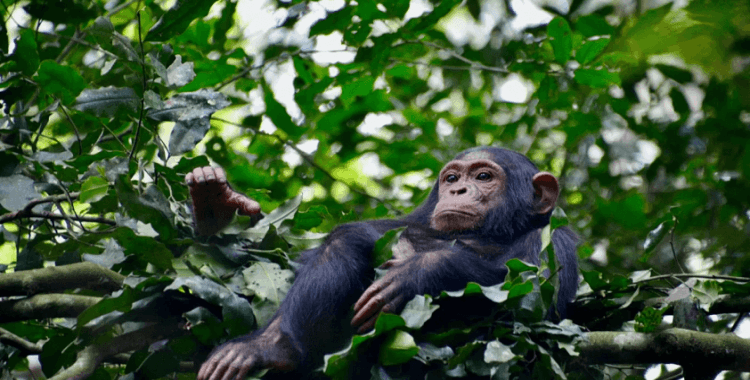 Şempanzelerin 'günde bir biraya denk' alkol tükettiği ortaya çıktı
