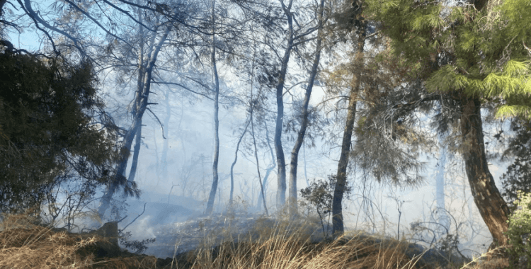 Manavgat'ta orman yangı: Rüzgarın etkisiyle alevler yayıldı