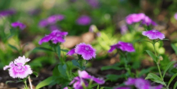 Çin karanfili refüj ve kavşakları süslemeye başladı