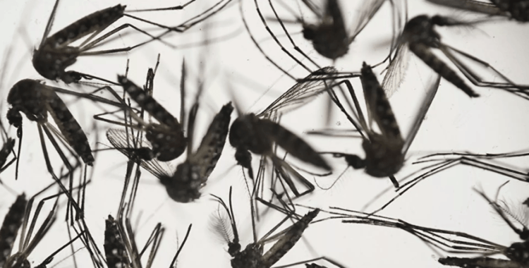 Sivrisinek kaynaklı virüs yeniden ortaya çıktı: 6 yıl sonra ilk 'Chikungunya' vakası tespit edildi