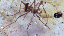 Amazon'un derinliklerinde 112 milyon yıllık örümcek ağı bulundu: Çağ öncesi 21 böcek 'tuzağa' yakalanmış