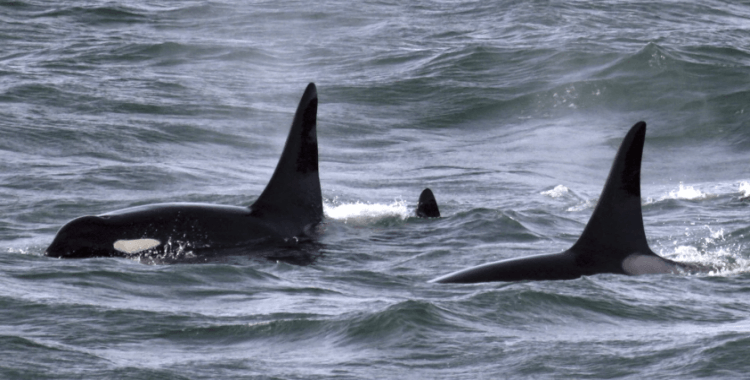 Bilim insanları fiber optik kabloları balina takip sistemine dönüştürdü