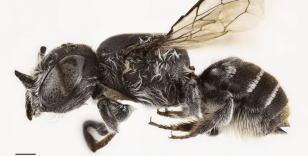 Şeytan boynuzlu yeni arı türü keşfedildi: Lucifer