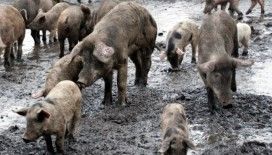 Afrika domuz vebası İspanya’da: Önlemleri artırmak için asker görevlendirildi